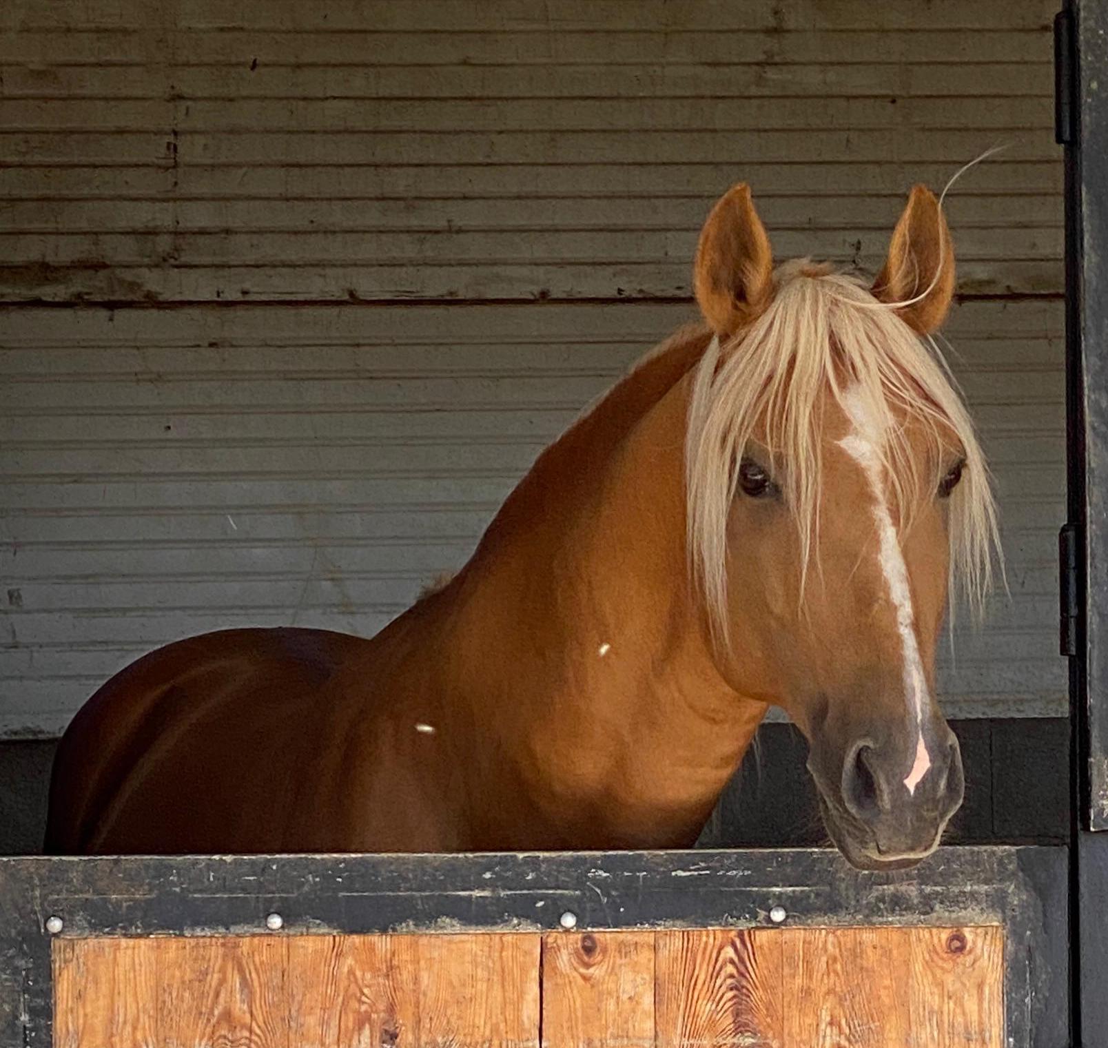 Piro Free Palomino