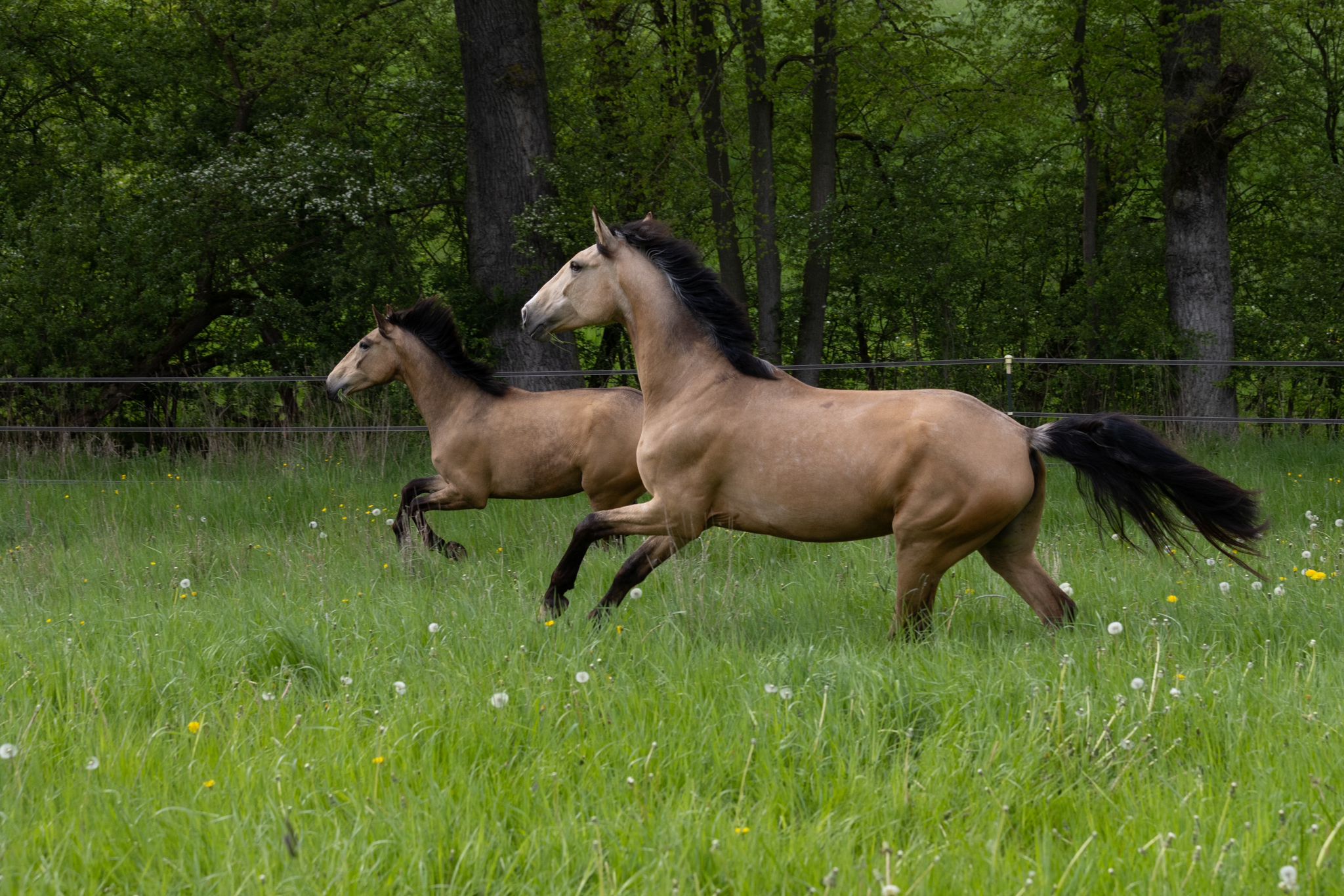Sweet Ridden Mare