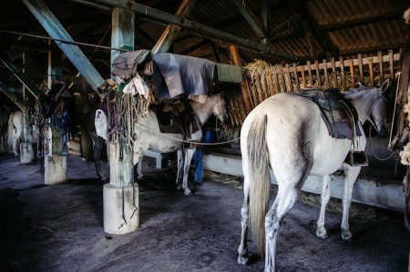 The Traditional Campinos of Portugal | Lusitano Horse Finder