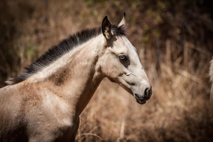 buckskin lusitano colt - Lusitano Horse Finder